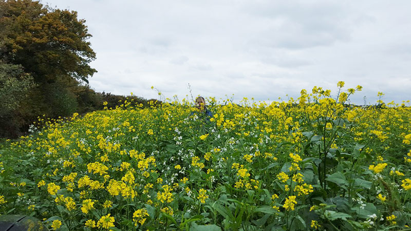 Land Management Land Management - Cover Crops