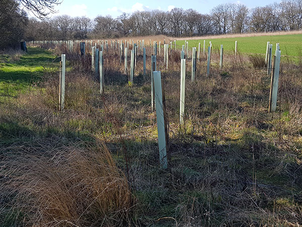 Land Management Land Management - Woodland Creation